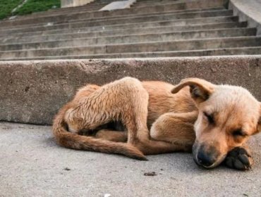 Con suma urgencia: Comienza a tramitarse proyecto que crea registro nacional de personas condenadas por maltrato animal