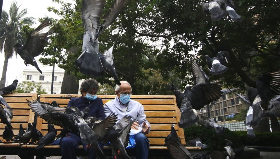 Estudio revela altos niveles de plomo en palomas de Santiago y alerta riesgo para la salud humana