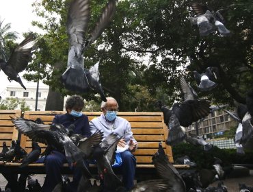 Estudio revela altos niveles de plomo en palomas de Santiago y alerta riesgo para la salud humana