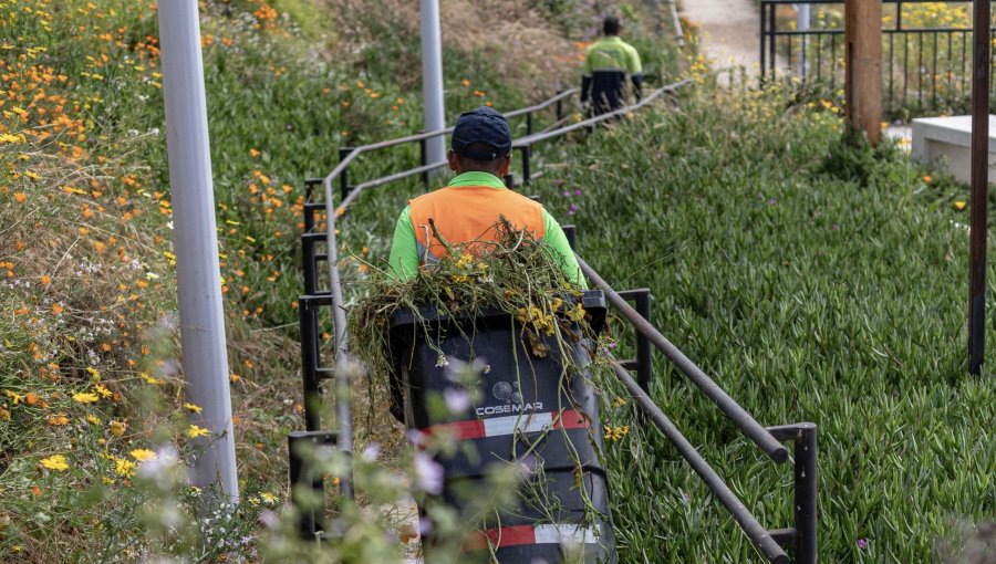 Concón da inicio a poda y construcción de cortafuegos para evitar emergencias durante la temporada de más altas temperaturas