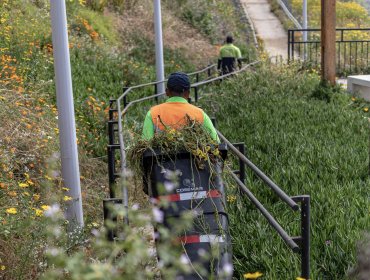Concón da inicio a poda y construcción de cortafuegos para evitar emergencias durante la temporada de más altas temperaturas