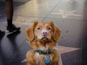 Ladrando fuerte en Hollywood: Indy, el perro de “Good Boy”, pide a la Academia ser considerado para un Oscar