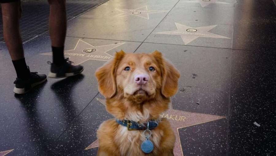 Ladrando fuerte en Hollywood: Indy, el perro de “Good Boy”, pide a la Academia ser considerado para un Oscar
