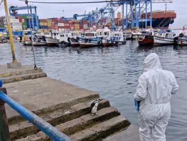Presencia de un pingüino herido en el Muelle Prat de Valparaíso movilizó a Sernapesca