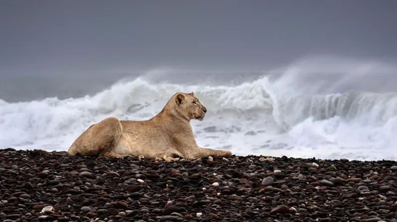Las inéditas imágenes que muestran a leones que abandonan el desierto en Namibia para cazar en la playa