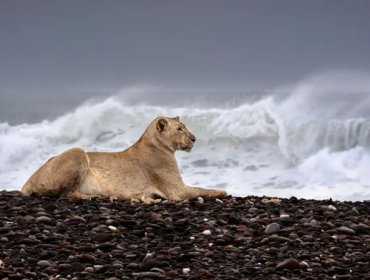 Las inéditas imágenes que muestran a leones que abandonan el desierto en Namibia para cazar en la playa