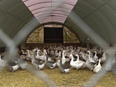 Brote de gripe aviar obliga a sacrificar unos 150 mil animales en el sur de Alemania