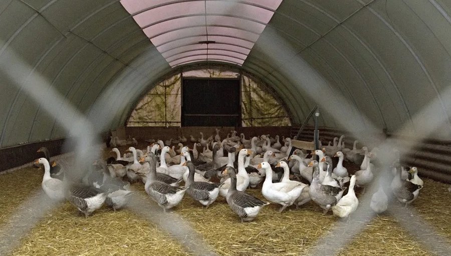 Brote de gripe aviar obliga a sacrificar unos 150 mil animales en el sur de Alemania