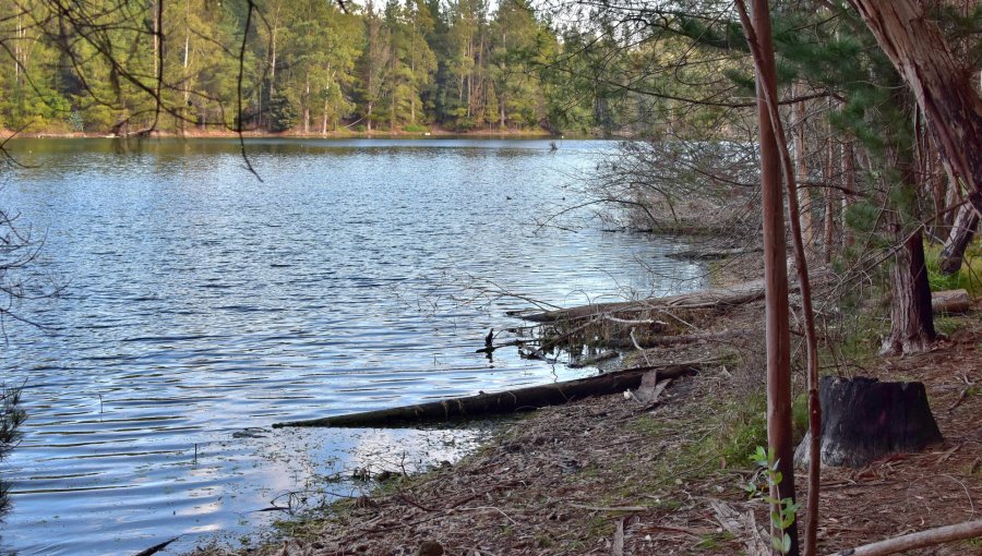 Hombre de 37 años perdió la vida tras ingresar al agua en el tranque La Luz de Curauma