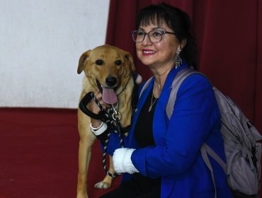 Diputada Marzán celebra aprobación de proyecto que establece permiso por muerte de mascotas