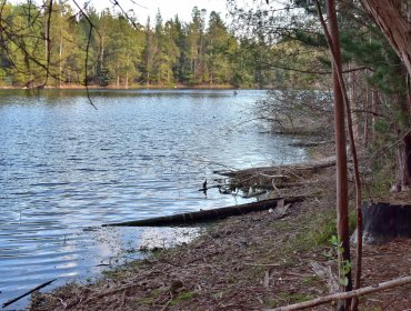 Hombre de 37 años perdió la vida tras ingresar al agua en el tranque La Luz de Curauma
