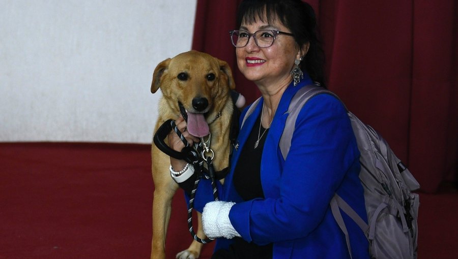 Diputada Marzán celebra aprobación de proyecto que establece permiso por muerte de mascotas