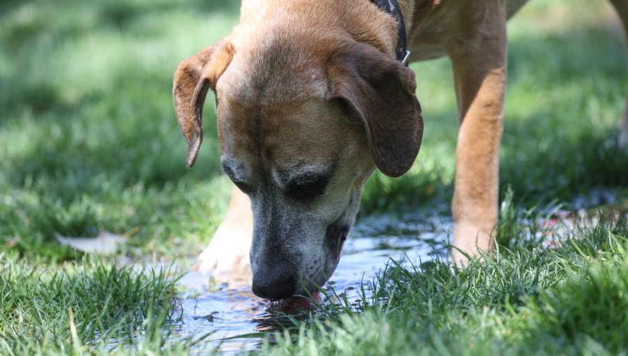 Contraloría dictamina que municipios deben adoptar medidas para prevenir abandono de mascotas ante desalojo de tomas