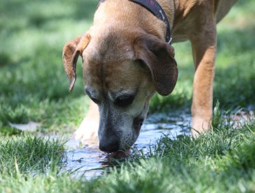 Contraloría dictamina que municipios deben adoptar medidas para prevenir abandono de mascotas ante desalojo de tomas