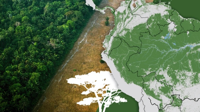Los gráficos, mapas y fotos que muestran la lenta muerte de la Amazonía y por qué el mundo debería preocuparse