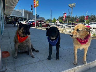 Diputada Marzán busca impedir el desalojo de perros mayores comunitarios en Curauma: "Es de una indolencia tremenda"