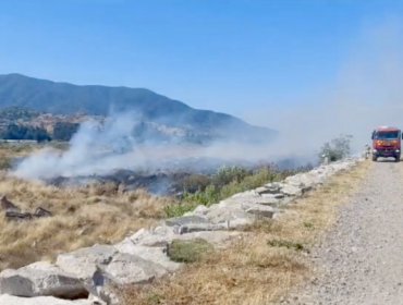 Incendio forestal consume alrededor de 500 metros de pastizales en la comuna de Quillota