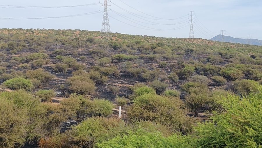 Cancelan la Alerta Roja para Limache tras control de incendio forestal que afectó a tres casas y consumió 30 hectáreas