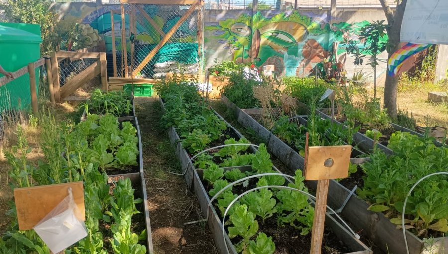 Implementan proyecto de Red de Huertos Urbanos en siete comunas de la región de Valparaíso