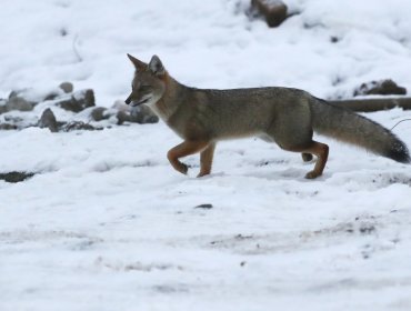 Ministerio de Medio Ambiente informa que zorro chilote ya cuenta con un plan para evitar su extinción