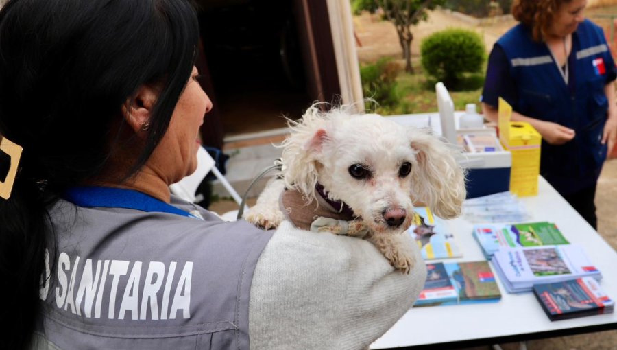 Hallazgo de un murciélago origina un amplio operativo de vacunación antirrábica a perros y gatos de Viña del Mar