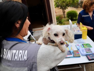 Hallazgo de un murciélago origina un amplio operativo de vacunación antirrábica a perros y gatos de Viña del Mar