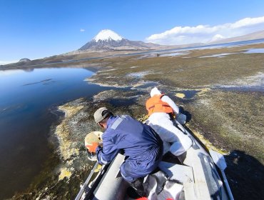 Intensifican extracción de aceite derramado en el lago Chungará tras accidente en la ruta 11-CH de la región de Arica y Parinacota