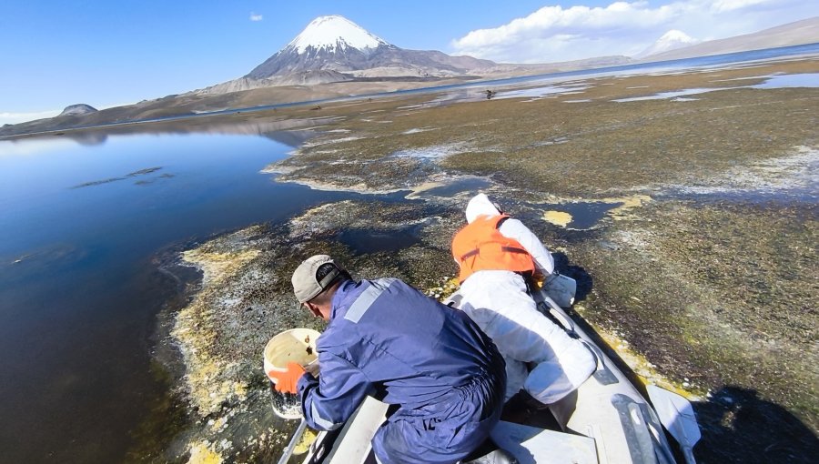 Intensifican extracción de aceite derramado en el lago Chungará tras accidente en la ruta 11-CH de la región de Arica y Parinacota