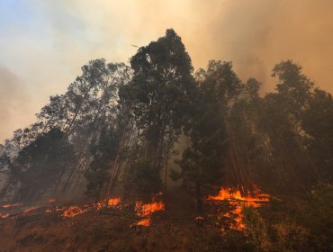 Cancelan la Alerta Roja y declaran Alerta Amarilla para Limache por incendio forestal: siniestro se mantiene en combate