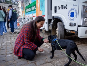 Valparaíso llevó a cabo 6 mil esterilizaciones gratuitas a perros y gatos durante el 2025