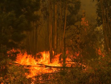 Declaran Alerta Temprana Preventiva por amenaza de incendios forestales en la región de Valparaíso