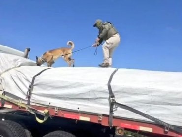 Decomisan casi 2 toneladas de marihuana oculta en camión que transportaba nitrato de sodio en Coquimbo