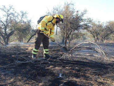 Conaf elabora plan para prevenir y combatir posibles incendios forestales en Lo Vásquez