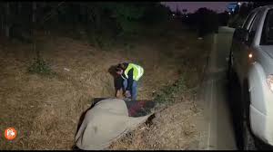 Caballo muere durante peregrinación a Lo Vásquez en Curacaví