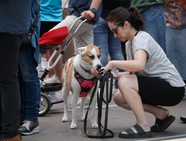 Proyección al alza: Mercado de alimentos para mascotas alcanzaría los US$1.400 millones al finalizar el año