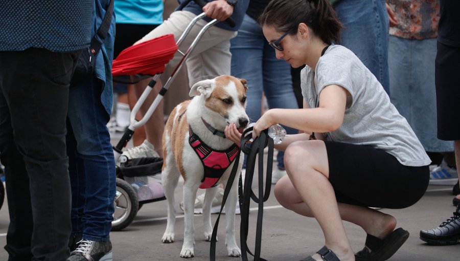 Proyección al alza: Mercado de alimentos para mascotas alcanzaría los US$1.400 millones al finalizar el año