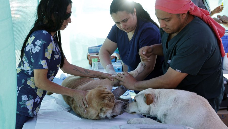 Salud animal garantizada: Jeannette Jara propone crear seguro veterinario y red pública de clínicas para mascotas