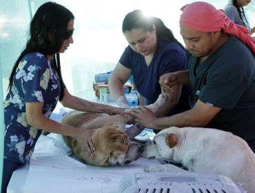 Salud animal garantizada: Jeannette Jara propone crear seguro veterinario y red pública de clínicas para mascotas