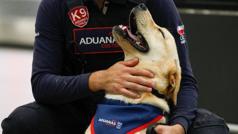 Aduanas inicia entrenamiento neurosensorial a nueva camada de cachorros de Los Andes y suma al braco alemán a su equipo