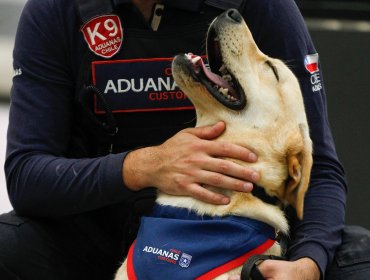 Aduanas inicia entrenamiento neurosensorial a nueva camada de cachorros de Los Andes y suma al braco alemán a su equipo