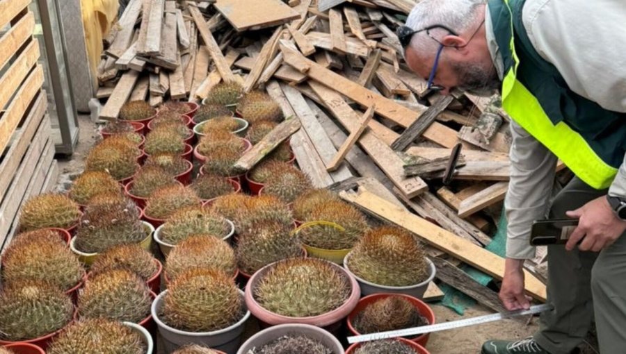 Conaf y PDI decomisan 68 cactáceas de alto valor ecológico en Antofagasta