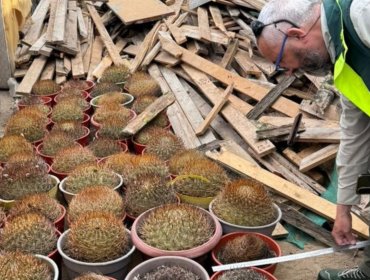 Conaf y PDI decomisan 68 cactáceas de alto valor ecológico en Antofagasta