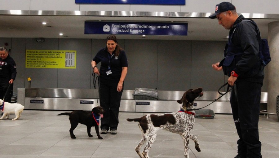 Desde marihuana hasta divisas: los nuevos perros de Aduanas que refuerzan la frontera