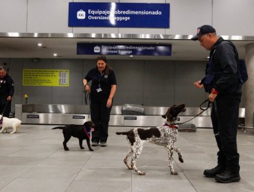 Desde marihuana hasta divisas: los nuevos perros de Aduanas que refuerzan la frontera