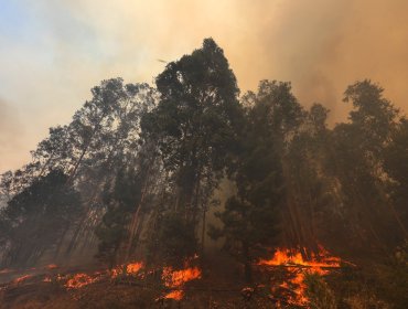 Declaran Alerta Temprana Preventiva para cuatro provincias de la región de Valparaíso por amenaza de incendios forestales