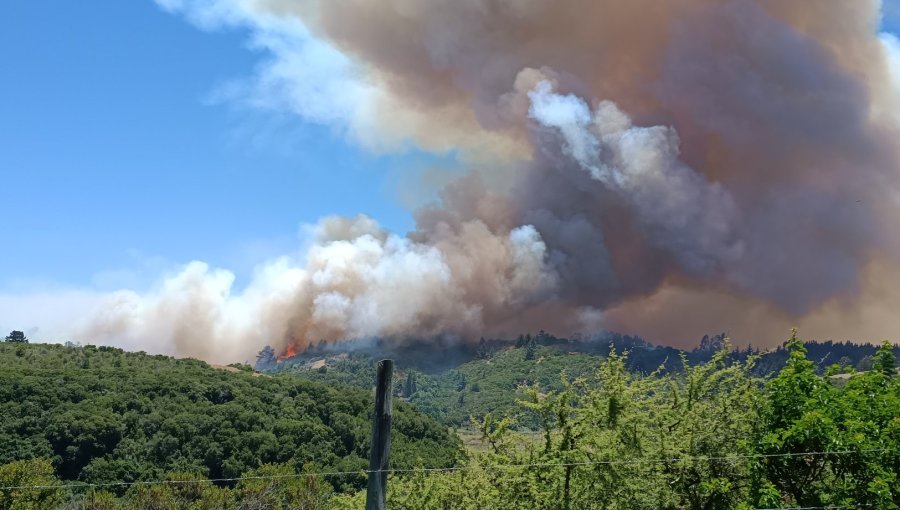 Alerta Roja en la comuna de Santo Domingo: Más de 200 hectáreas han sido consumidas por el fuego