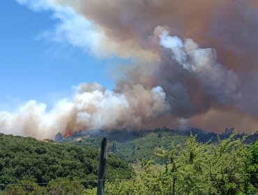 Alerta Roja en la comuna de Santo Domingo: Más de 200 hectáreas han sido consumidas por el fuego