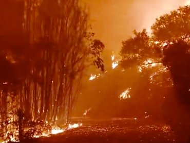 Autoridades de Valparaíso refuerzan vigilancia por incendios forestales en regiones vecinas