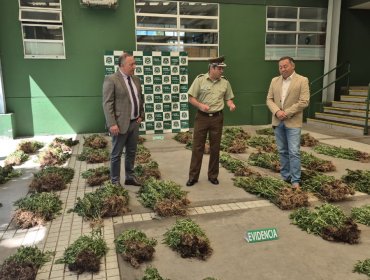 Incautan más de 2.500 plantas de marihuana ocultas en un bosque nativo en Pemuco