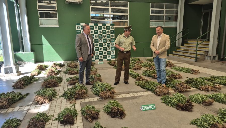 Incautan más de 2.500 plantas de marihuana ocultas en un bosque nativo en Pemuco